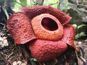 Rafflesia: Bunga Raksasa yang Hanya Muncul di Hutan Indonesia